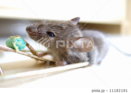 dead mouse in a trap dead mouse in a trap 11182191