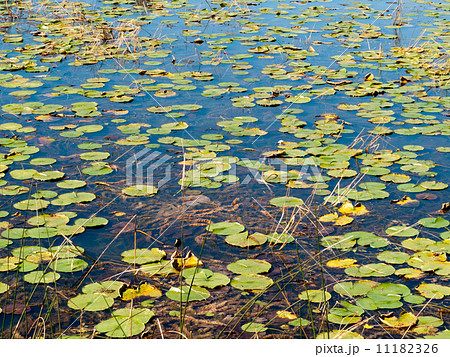 Water lily plants floating on water 11182326