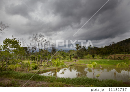 Trees in a forest, Costa Rica 11182757