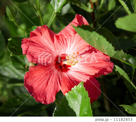 Close-up of a Hibiscus (Hibiscus rosa-sinensis) flower Close-up of a Hibiscus (Hibiscus rosa-sinensis) flower 11182853