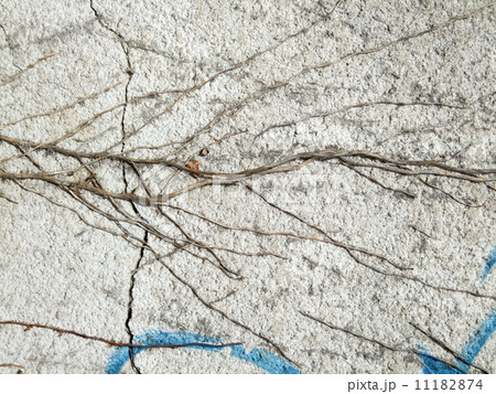 Dry creeper on a cracked wall Dry creeper on a cracked wall 11182874