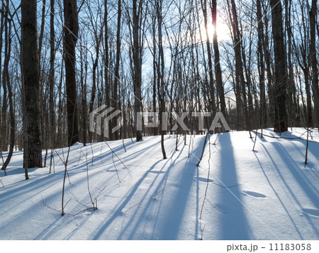 Trees in a snow covered landscape, Orangeville, Dufferin County, Trees in a snow covered landscape, Orangeville, Dufferin County, 11183058