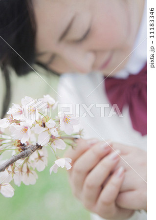 桜の前で願い事をする高校生 11183346