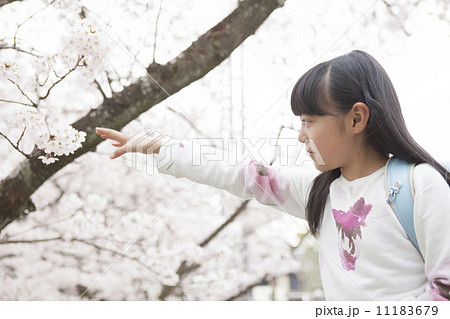 桜に手をのばす小学生の写真素材