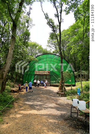 かぶとむし 11184390