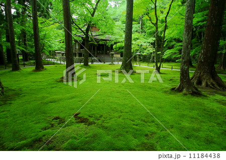 三千院の苔 11184438