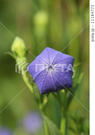 キキョウ（桔梗） 11184772