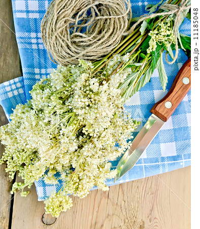 Meadowsweet fresh with knife and twine on board Meadowsweet fresh with knife and twine on board 11185048