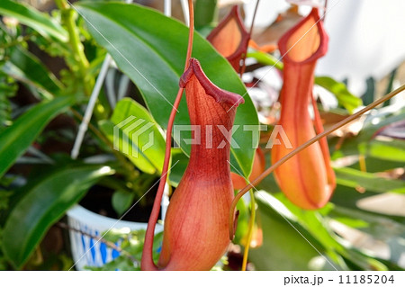 ウツボカズラ ウツボカズラ 11185204