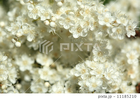 自然 植物 ホザキナナカマド、純白の花が涼しげで美しい 自然 植物 ホザキナナカマド、純白の花が涼しげで美しい 11185210