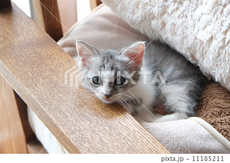 猫 猫 11185211
