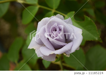 バラ　ターンブルー 11185224