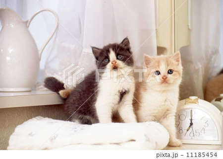 かわいい子猫 11185454