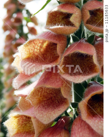 ジギタリス 11185633