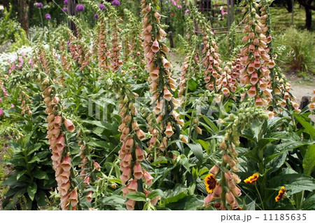 ジギタリス 11185635