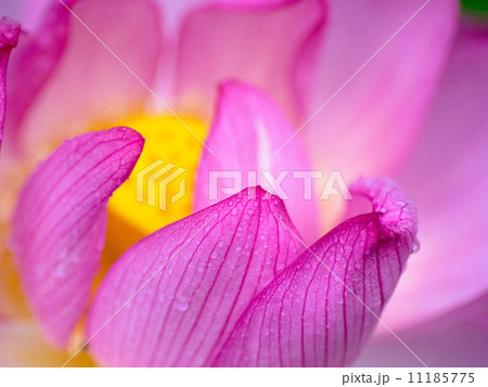 蓮の花 11185775