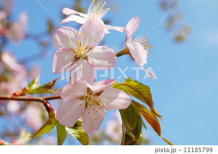 さくら 11185799
