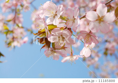 さくら さくら 11185800