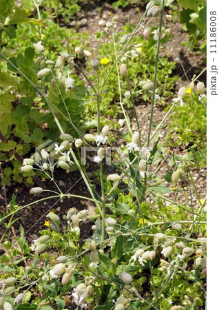 シレネ・ブルガリス 11186008