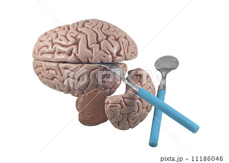 human brain as food with spoon and fork, isolated 11186046