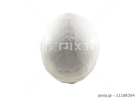 Human skull model,isolated 11186264