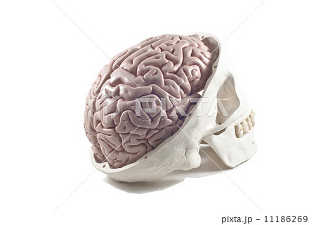 Human skull with brain model,isolated 11186269
