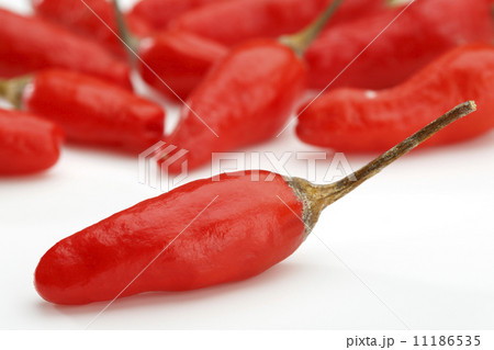 島唐辛子 11186535