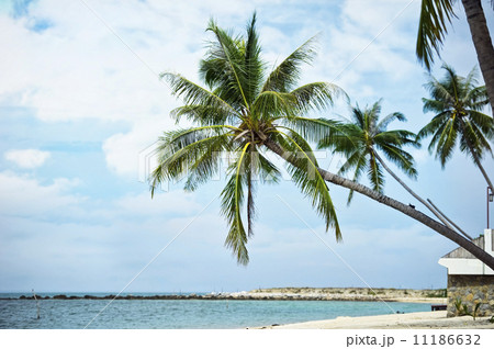 Samui island Samui island 11186632