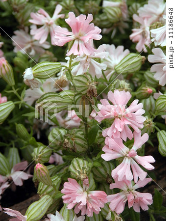 フクロナデシコ(ピーチブロッサム) 11186648