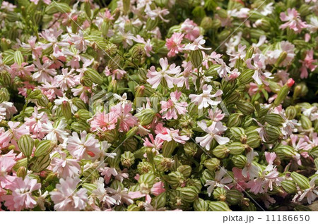 フクロナデシコ(ピーチブロッサム) 11186650