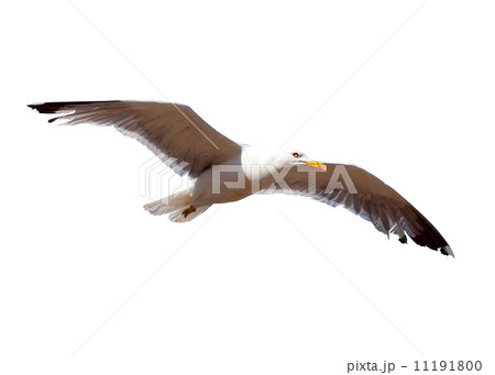Soaring seagull. Isolated 11191800
