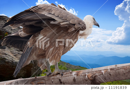 Griffon vulture in wildness 11191839