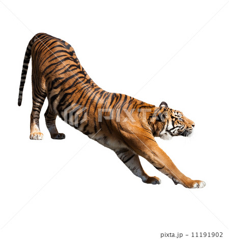 tiger tiger 11191902