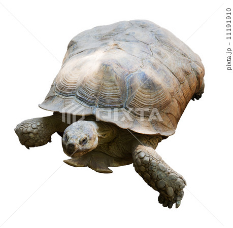 African spurred tortoise 11191910