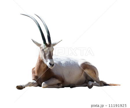 Oryx Scimitar 11191925