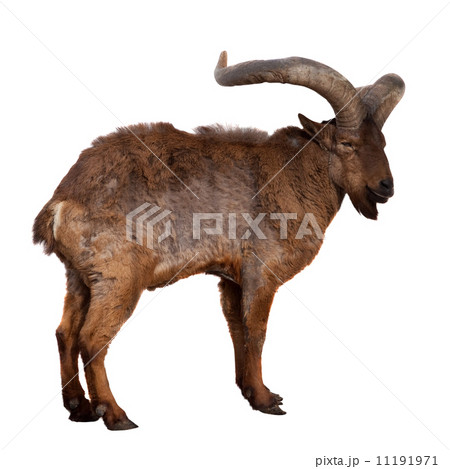 East Caucasian tur. Isolated over white 11191971