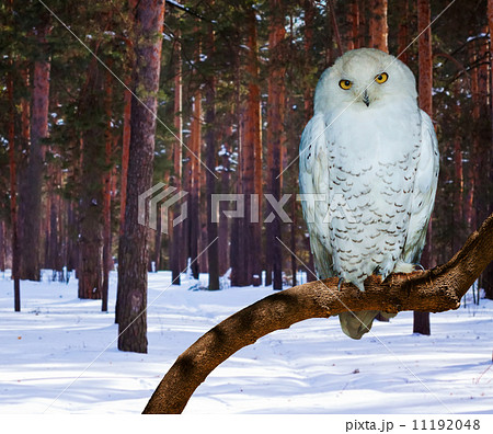 Snowy Owl at pine forest 11192048