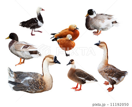 Set of few geese and ducks 11192050