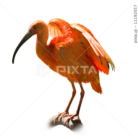 Scarlet Ibis 11192057