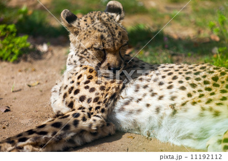 adult cheetah 11192112