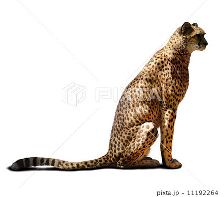 Cheetah Cheetah 11192264