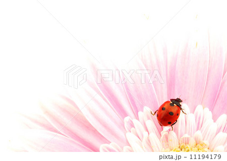ladybug on pink flower ladybug on pink flower 11194179