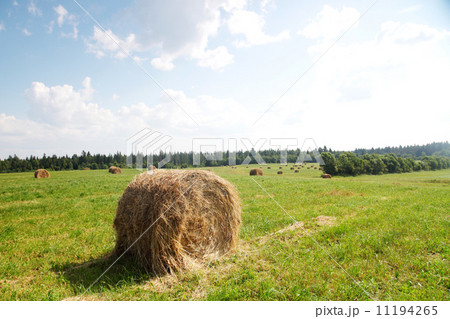 hay on field 11194265