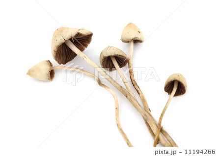 psilocybe semilanceata 11194266