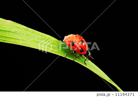 ladybug isolated on black 11194371