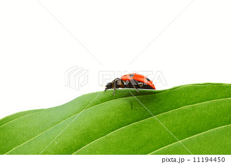 ladybug on leaf ladybug on leaf 11194450