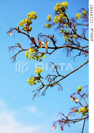 branches 11194487