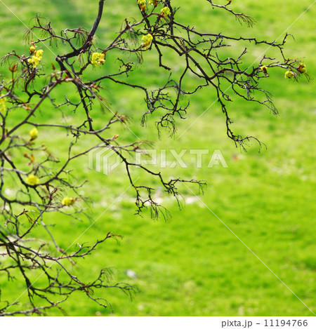 branches 11194766