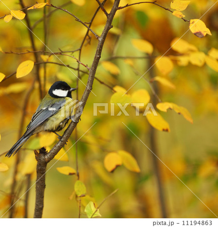 chickadee bird chickadee bird 11194863