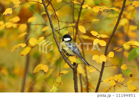 chickadee bird 11194951